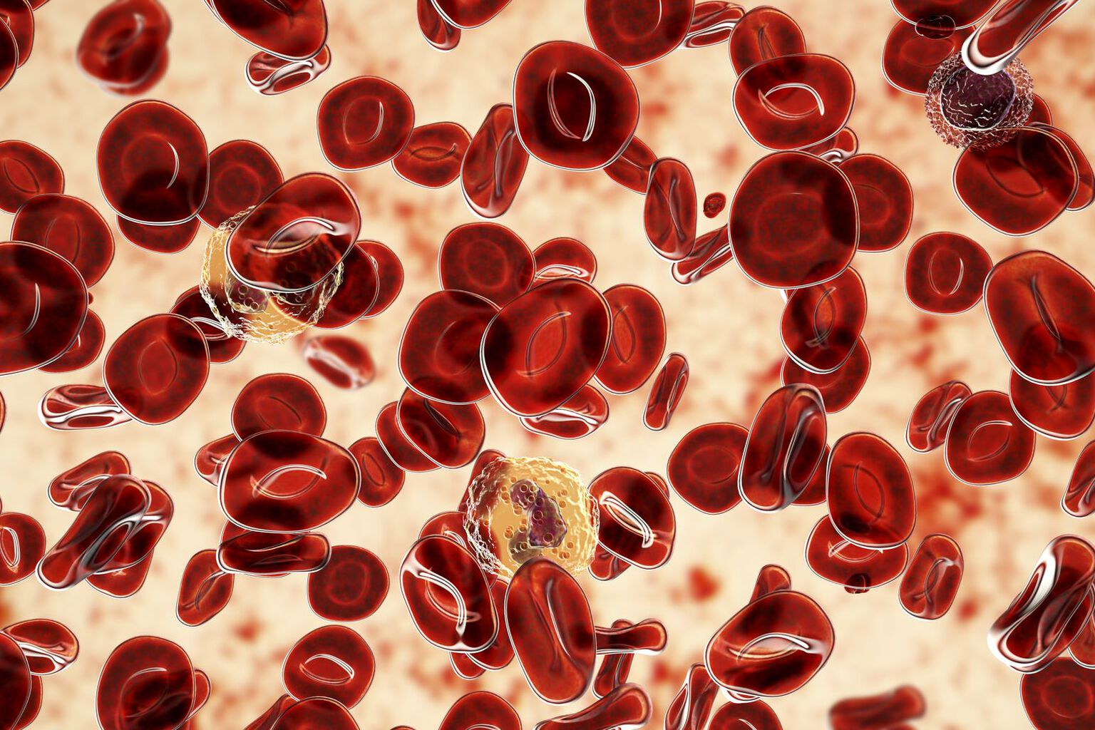 Red blood cells Red blood cells